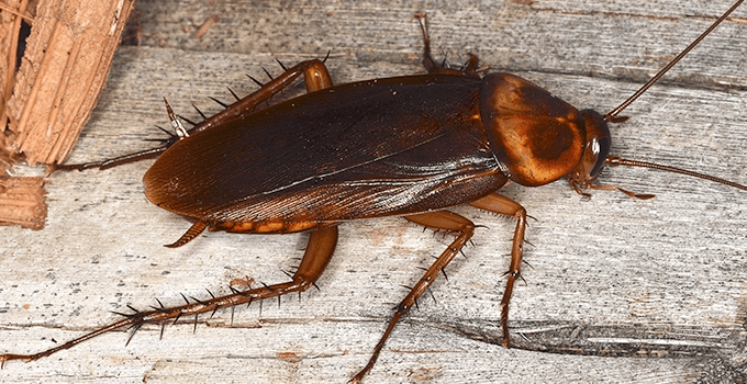 how big do american roaches get How Big Do American Roaches Get?