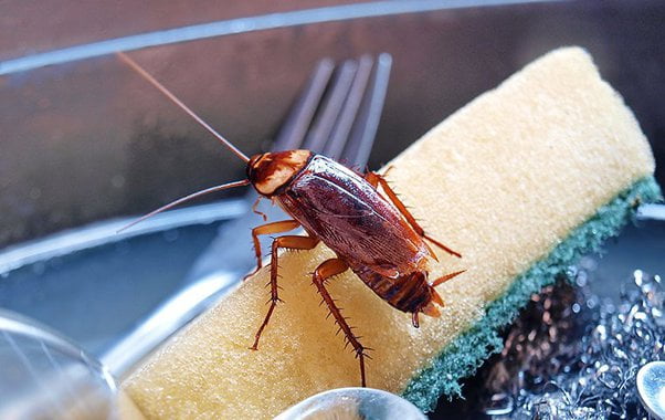 How Do You Know If Cockroaches are Gone?
