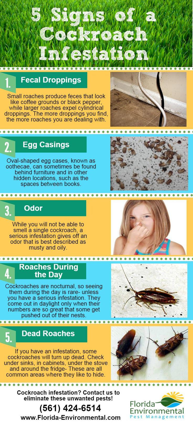 How Do You Know If You Have Cockroaches in Your House?