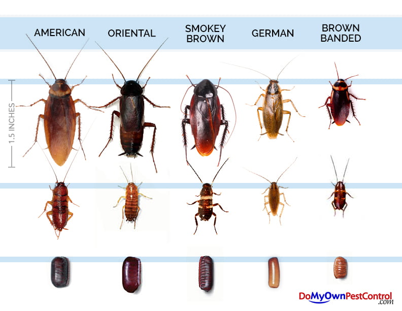 How Many Cockroaches are in the World?