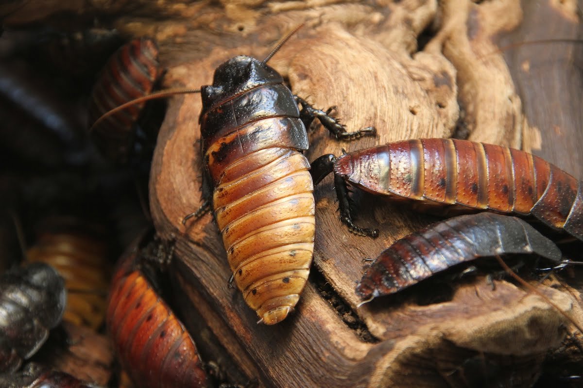 how much bacteria does a cockroach have How Much Bacteria Does a Cockroach Have?