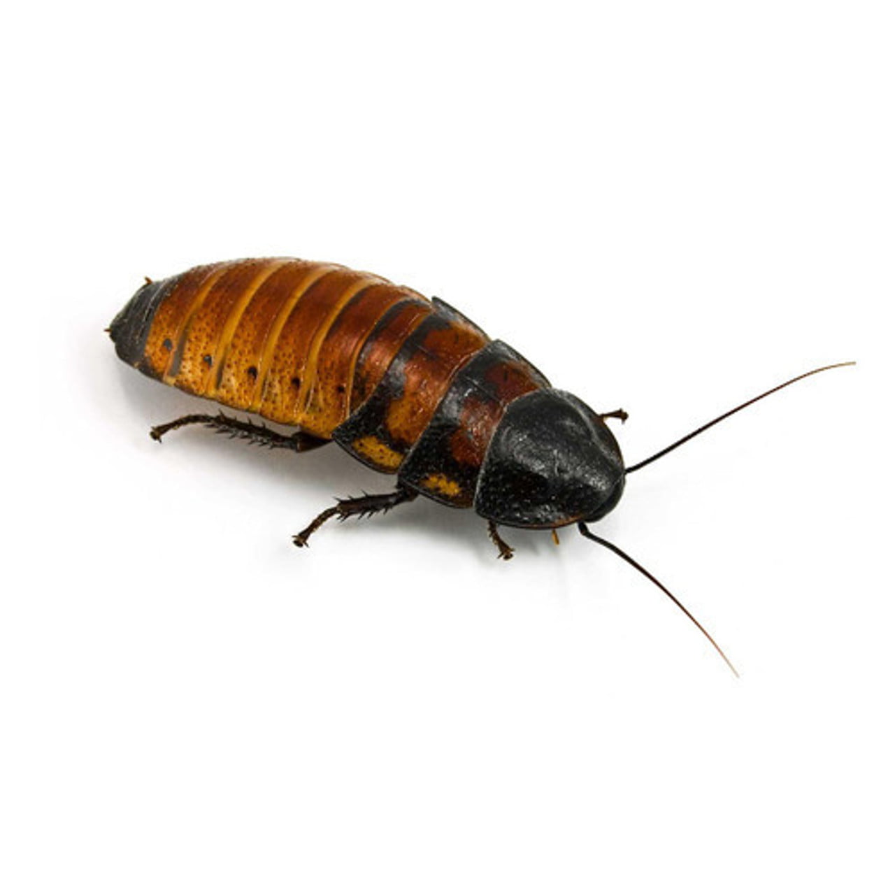 How Much Do Hissing Cockroaches Cost?