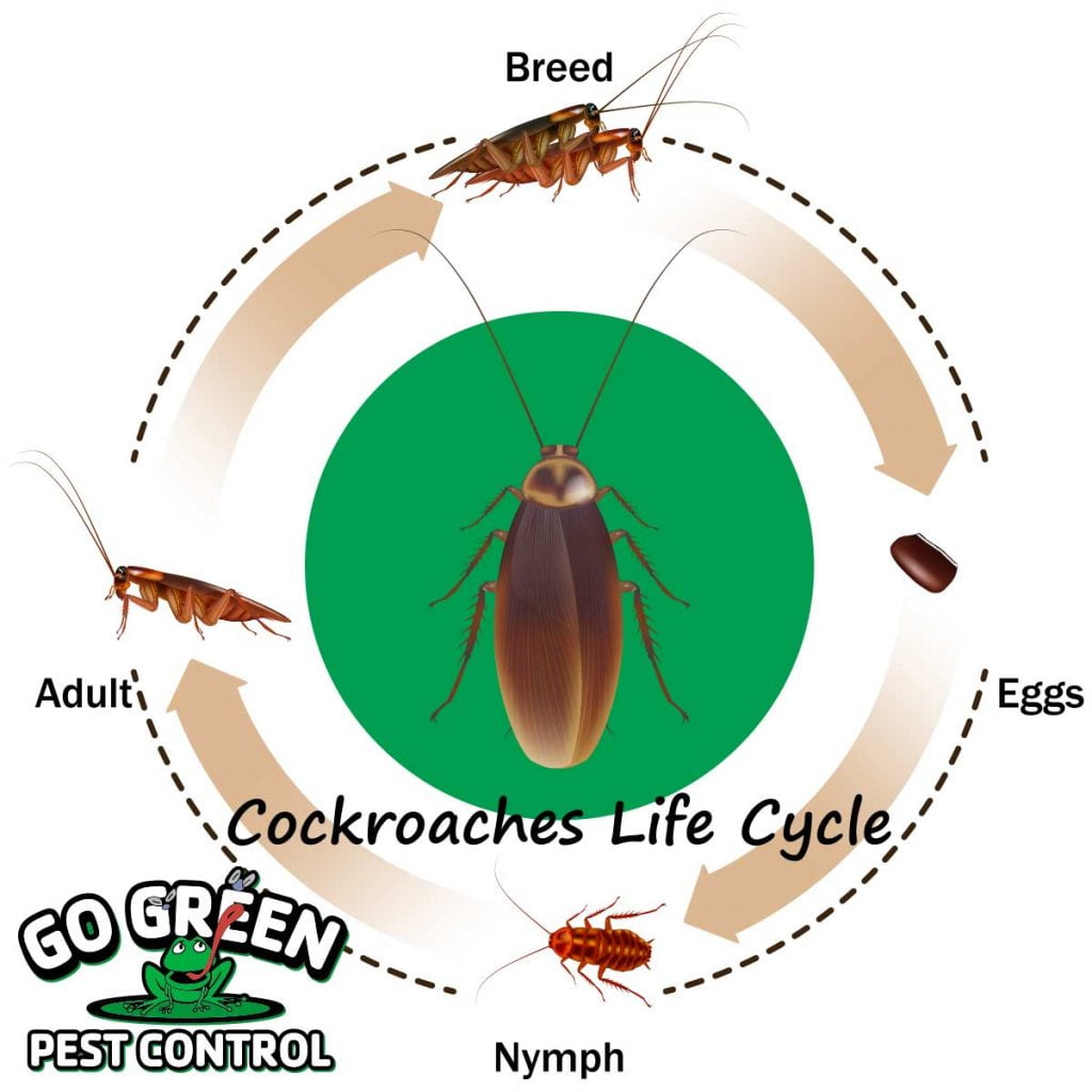 How Often Do Cockroaches Reproduce?