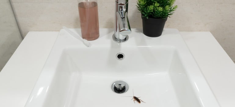 How to Avoid Cockroaches in Bathroom?