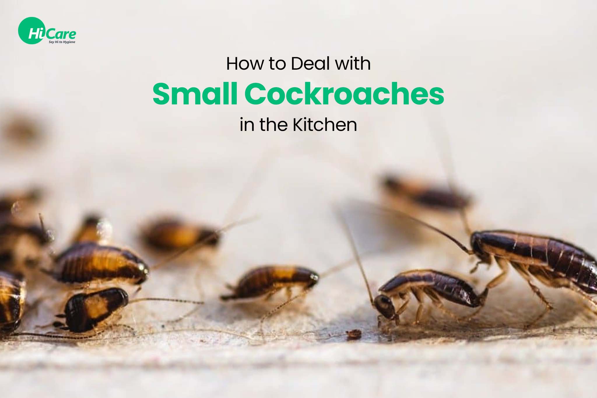 How to Avoid Cockroaches in Kitchen?