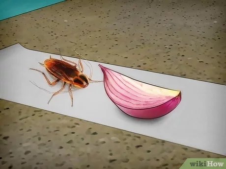 How to Catch Cockroach at Home?