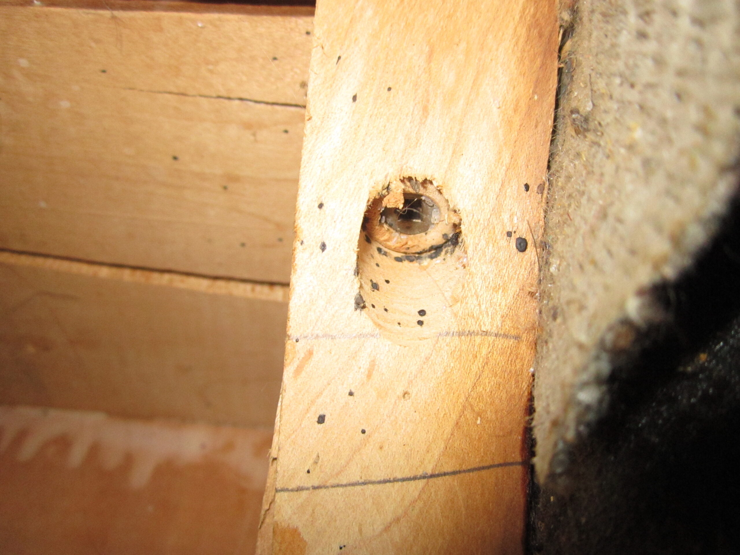 How to Check Wood Furniture for Bed Bugs?