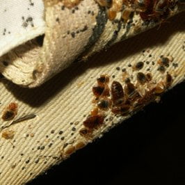 How to Find Bed Bug Source?