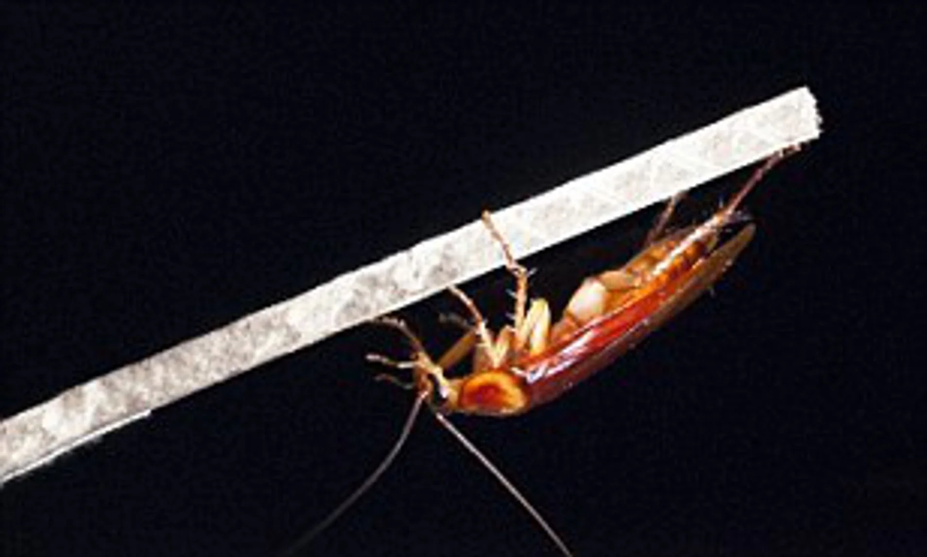 How to Make Cockroaches Disappear?