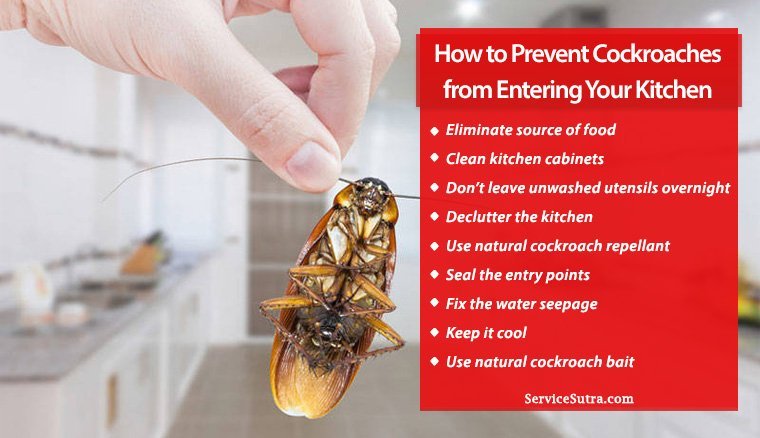 How to Prevent And Control Cockroaches?