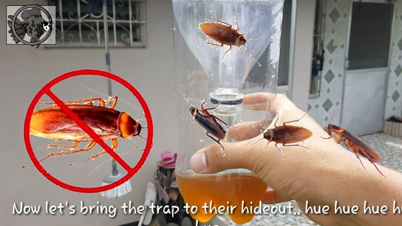 How to Set Traps for Cockroaches?