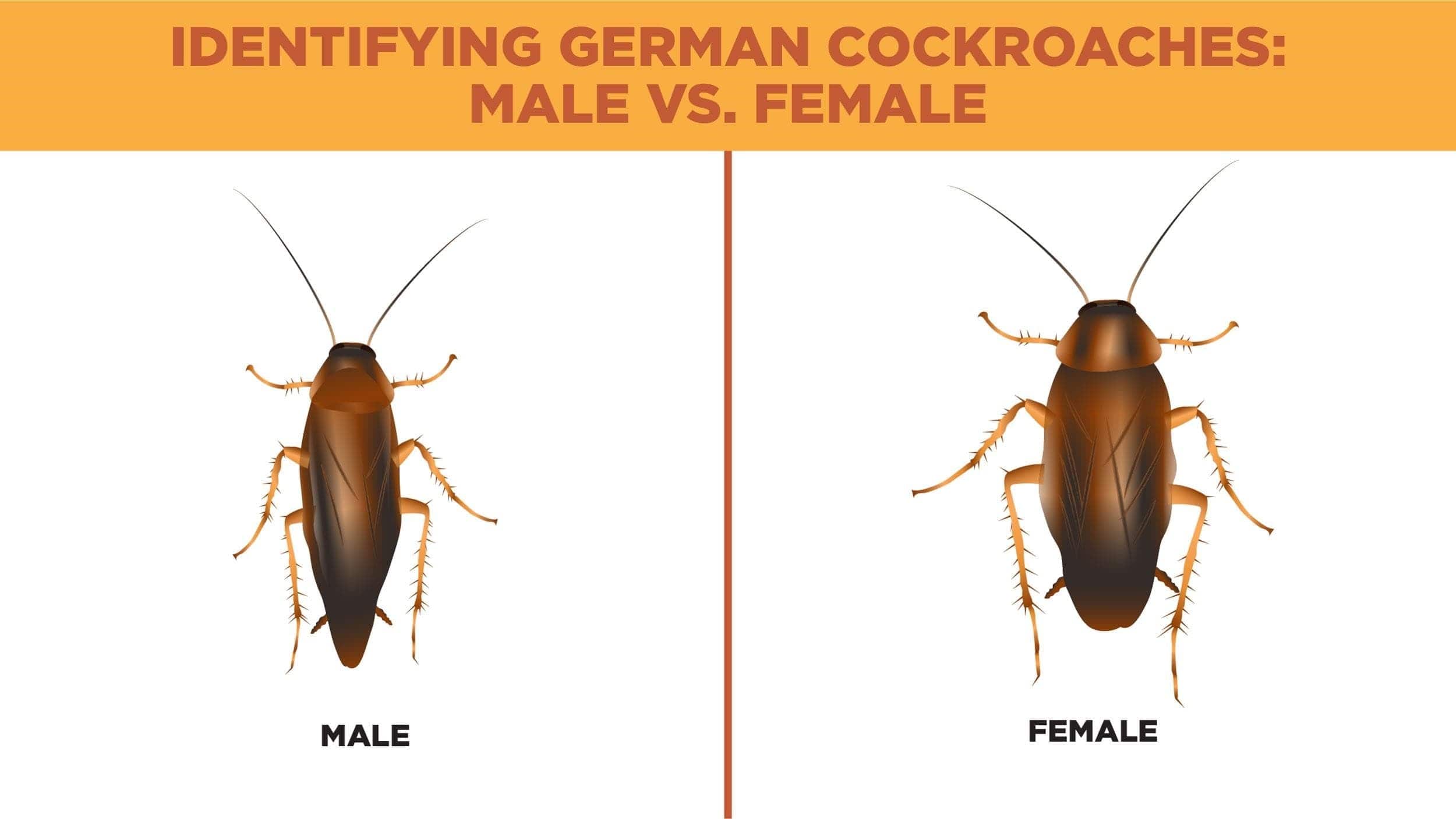 What Does a Male Cockroach Look Like?