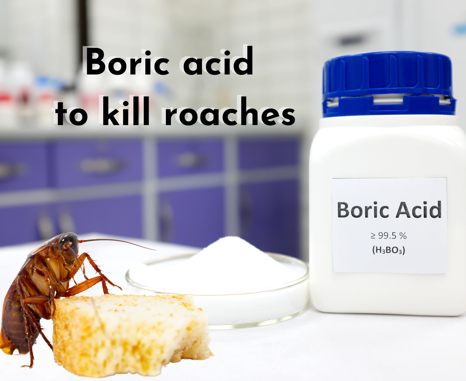 What Happens When Cockroaches Eat Boric Acid?
