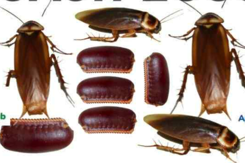 What is the Difference between Cockroaches And Beetles?