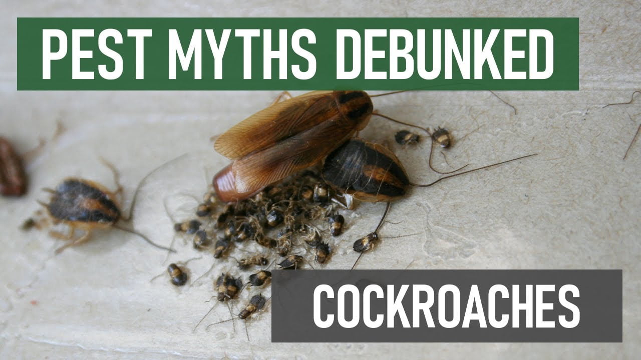 What is the Difference between Cockroaches And Waterbugs?