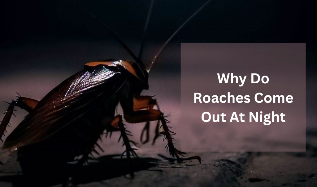 What is the Difference between Roaches And Cockroaches?