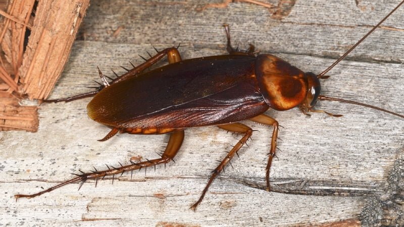 What is the Difference between Wood Roaches And Cockroaches?