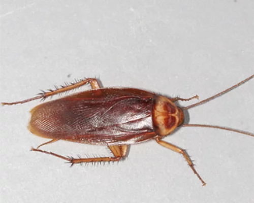 what is the purpose of cockroaches What is the Purpose of Cockroaches?