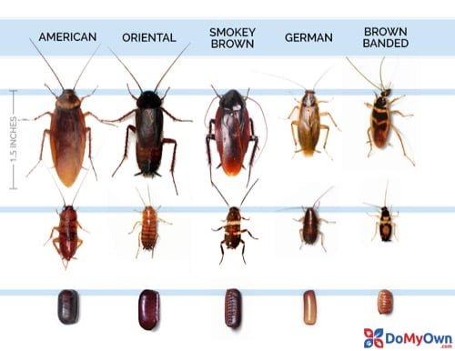 What is the Size of Cockroach?