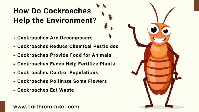 What Purposes Do Cockroaches Serve?