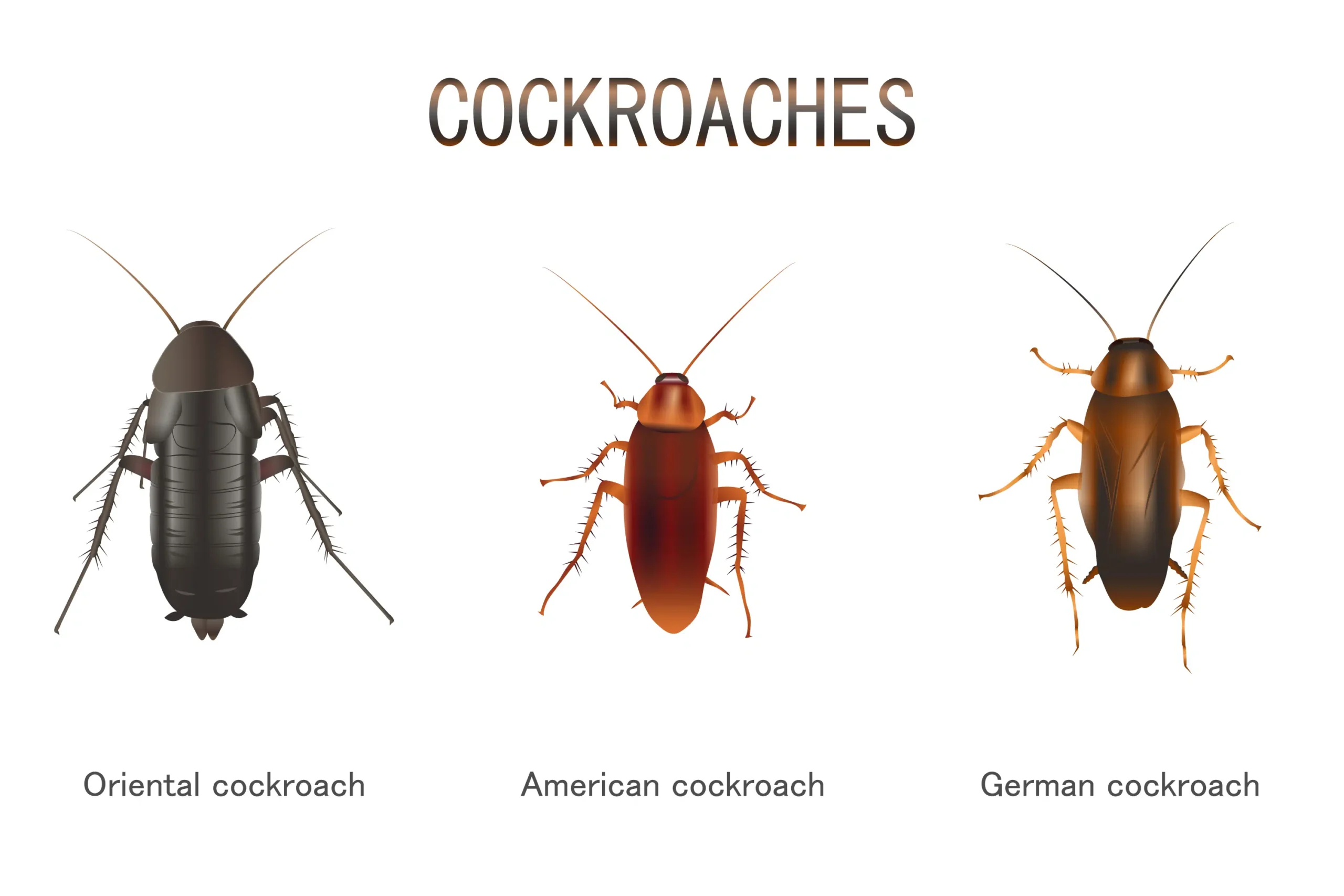 whats the difference between cockroach and roach scaled What'S the Difference between Cockroach And Roach?