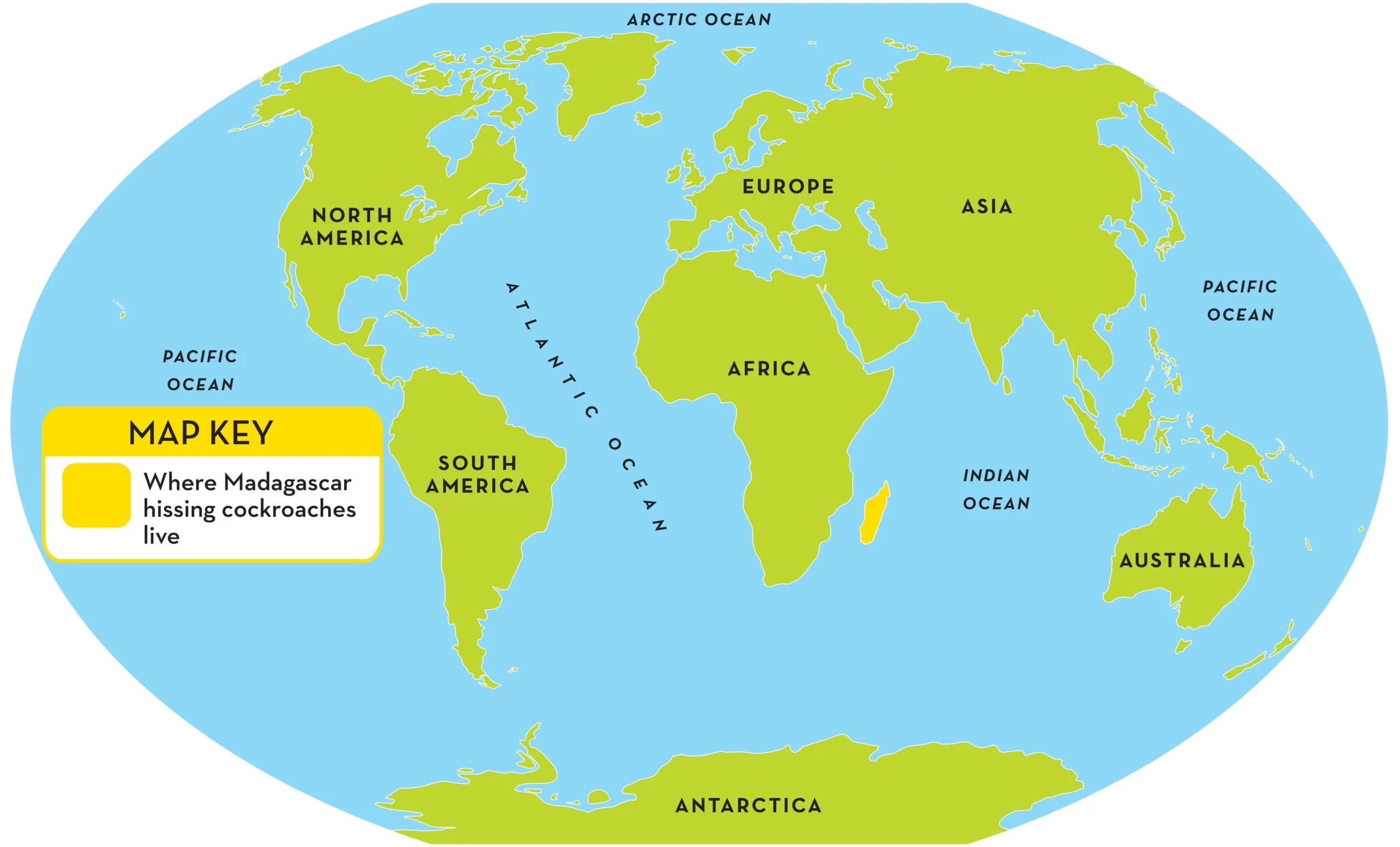 where do cockroaches live in the world scaled Where Do Cockroaches Live in the World?