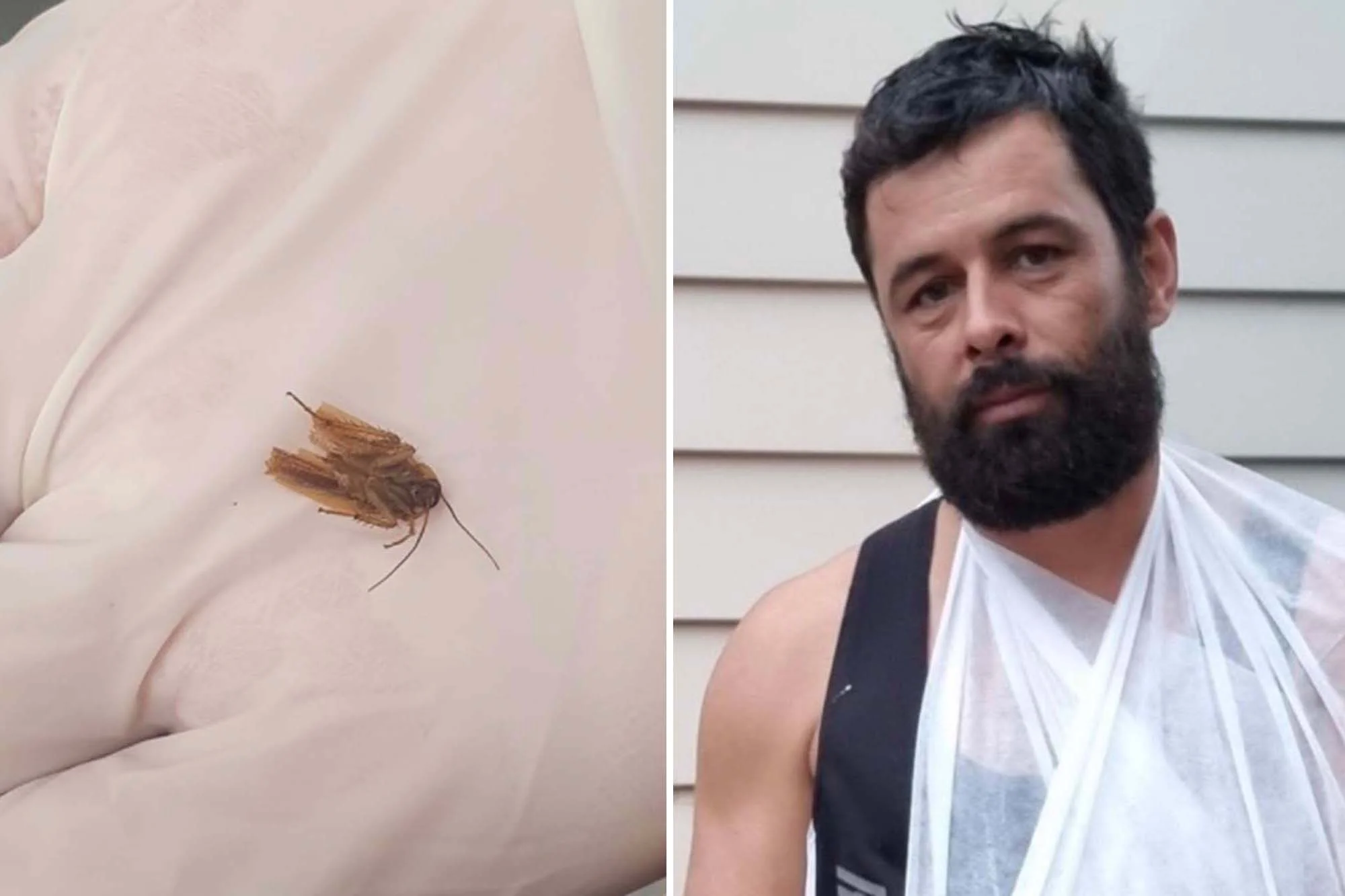Why Do Cockroaches Come Inside Nz?