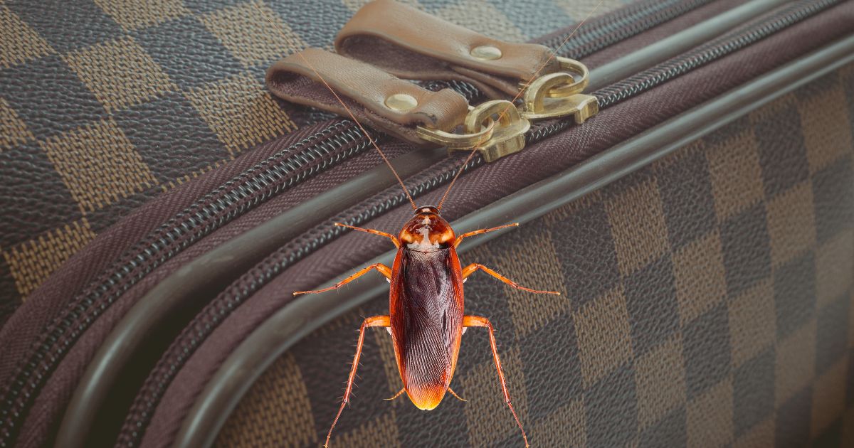 Can Roaches Get Through Zippers