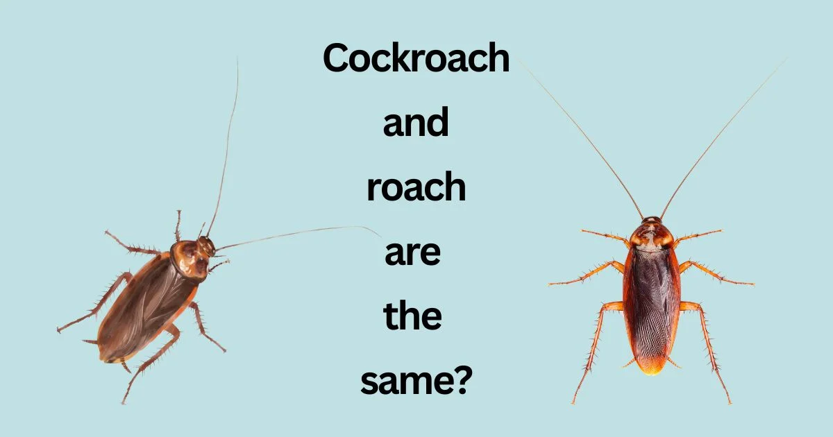 Cockroach Vs Roach