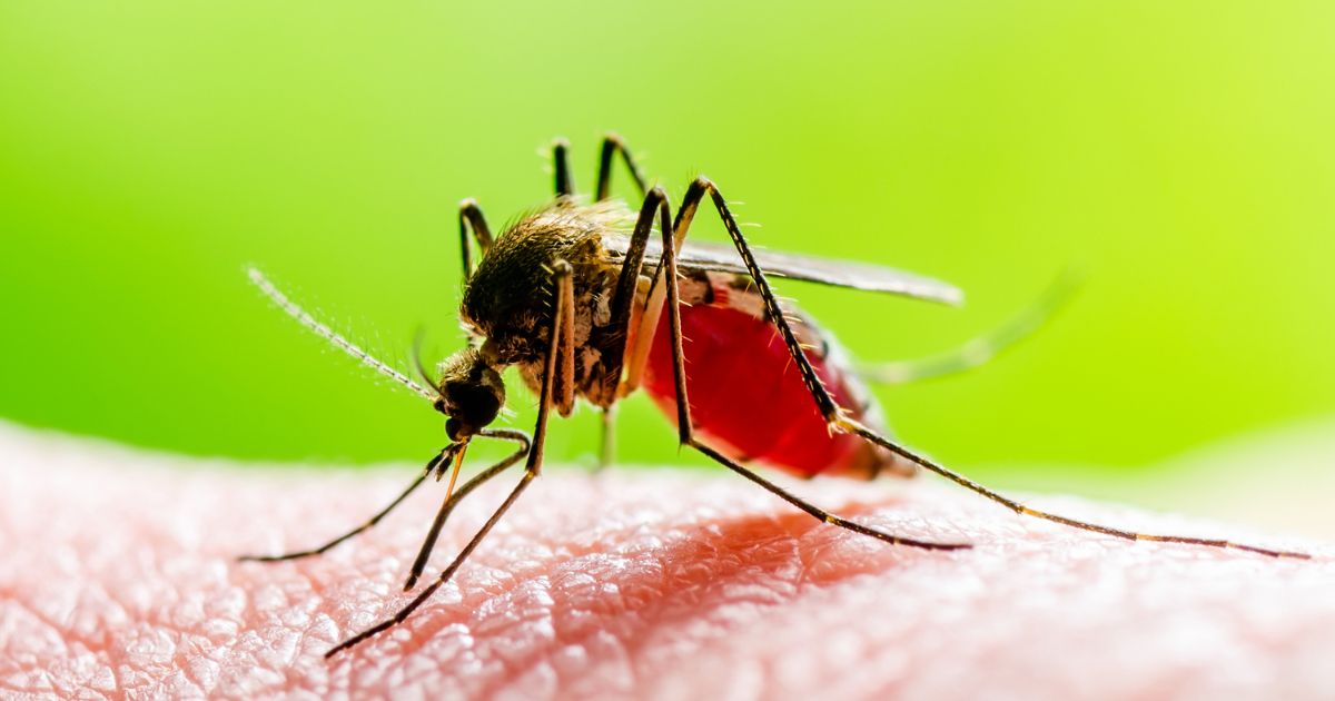 Disadvantages of Genetically Modified Mosquitoes