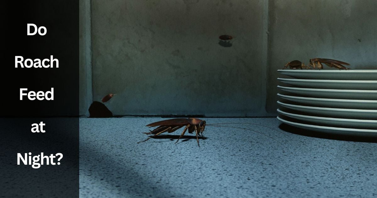 Do Roach Feed at Night