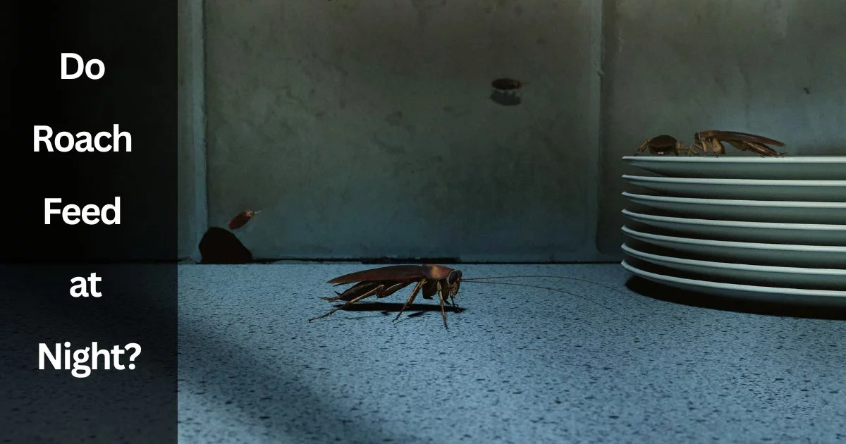 Do Roach Feed at Night