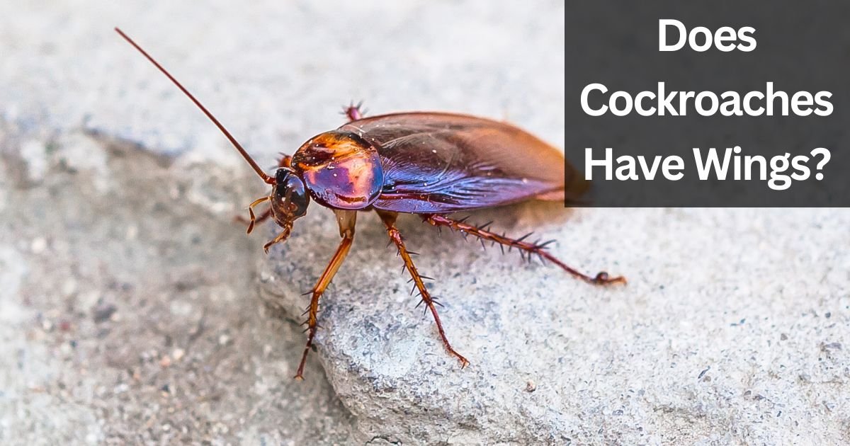 Does Cockroaches Have Wings