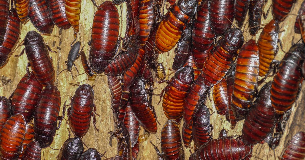 How Do Cockroaches Reproduce