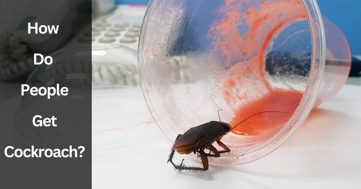 How Do People Get Cockroaches How Do People Get Cockroaches