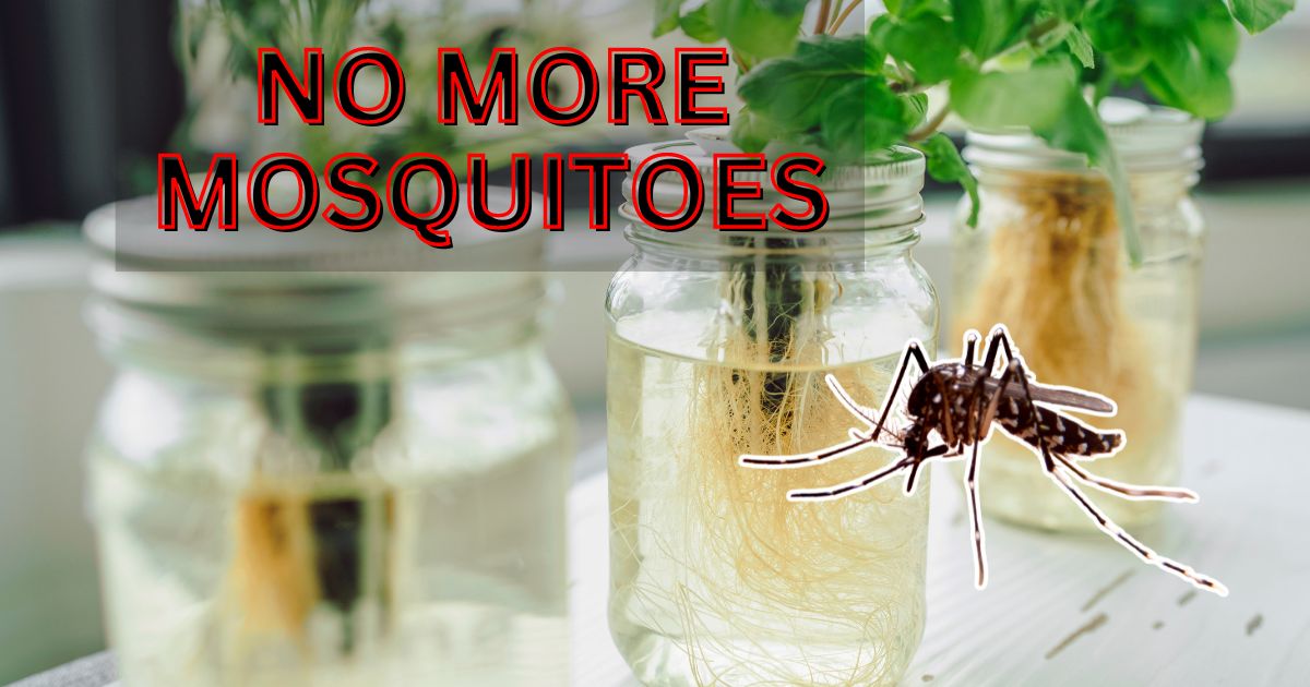 How to Avoid Mosquitoes in Water Plants
