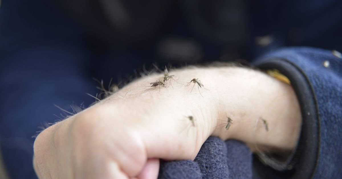 How to Lure & Eliminate Mosquitoes Effectively