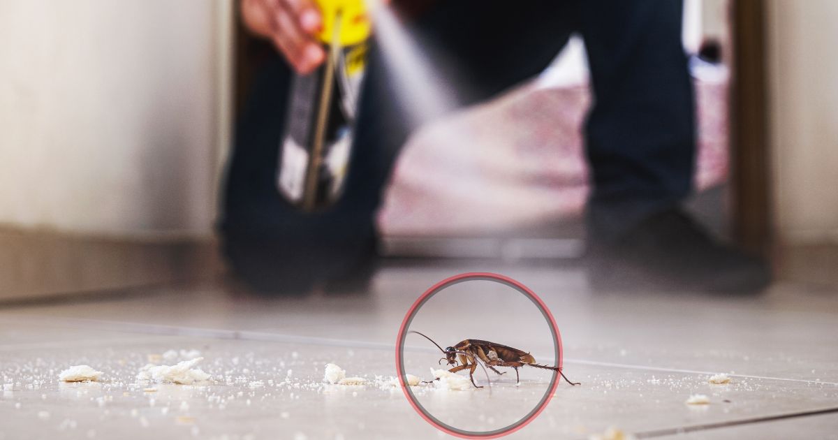 How to Spray for Cockroaches