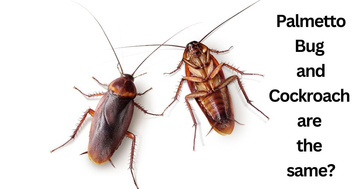 Palmetto Bug Vs Cockroach