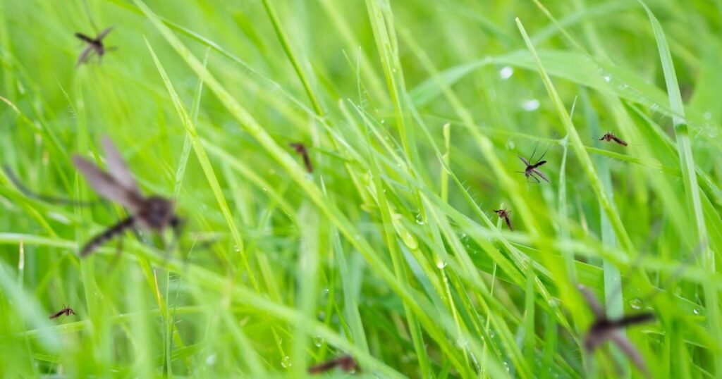 What is the purpose of mosquitoes in nature ecological insights