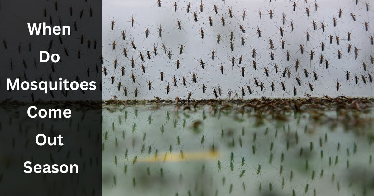 When Do Mosquitoes Come Out Season When Do Mosquitoes Come Out Season