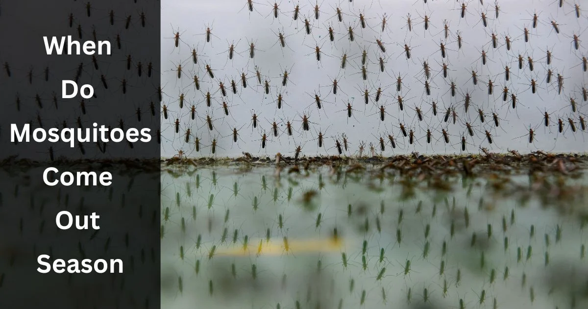 When Do Mosquitoes Come Out Season