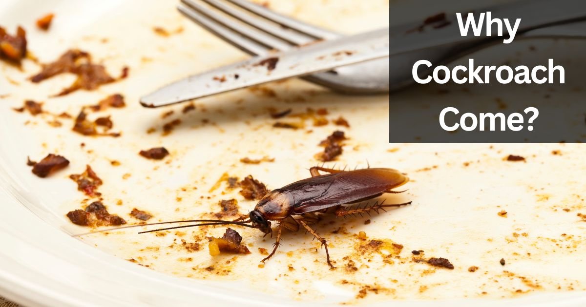 Why Cockroach Come