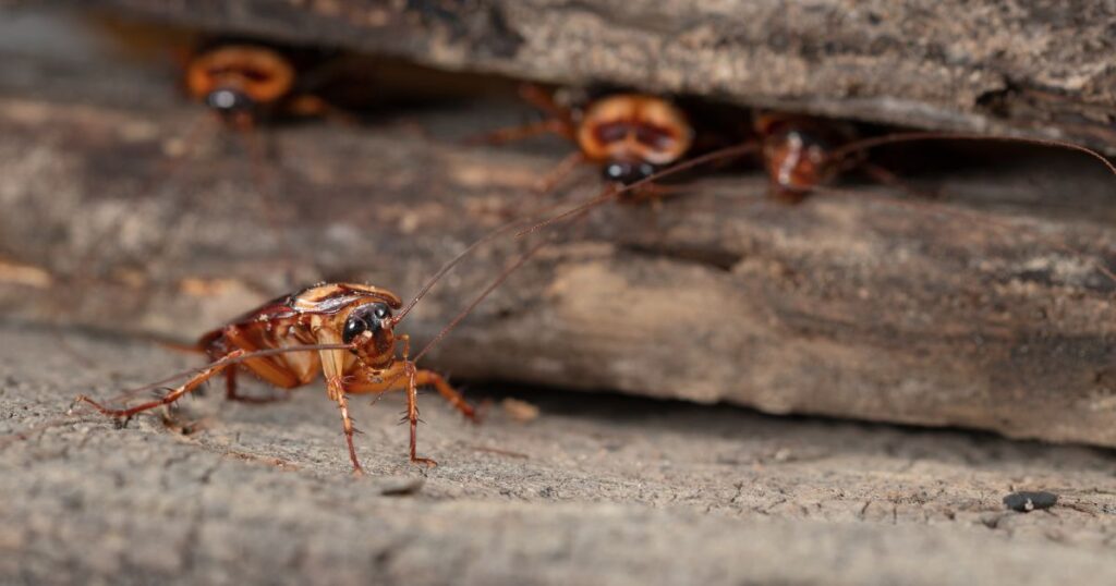 Why Do Cockroaches Come Inside? Unveiling the Secrets of Roach Intrusion