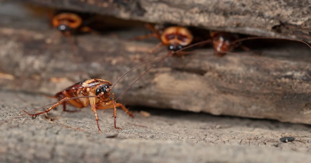 Why Do Cockroaches Come Inside