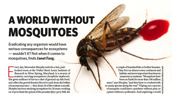 Are Mosquitoes Beneficial in Any Way?