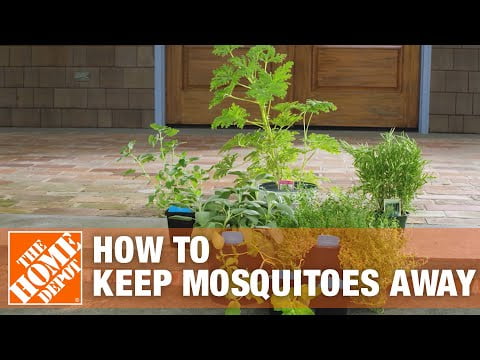 Best Way to Kill Mosquitoes in Yard?