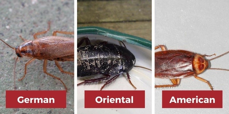 Can Cockroaches Jump?