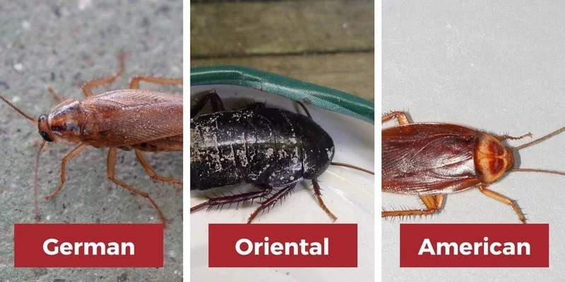 Can Cockroaches Swim?