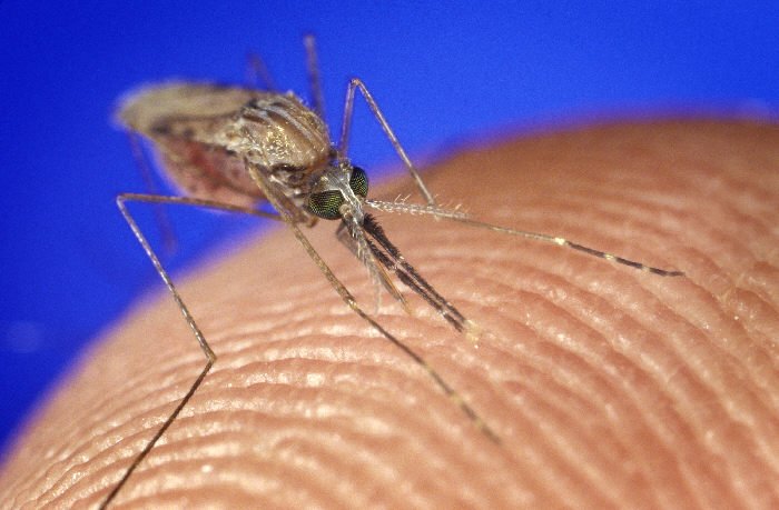 Can Mosquitoes Be Used to Vaccinate?